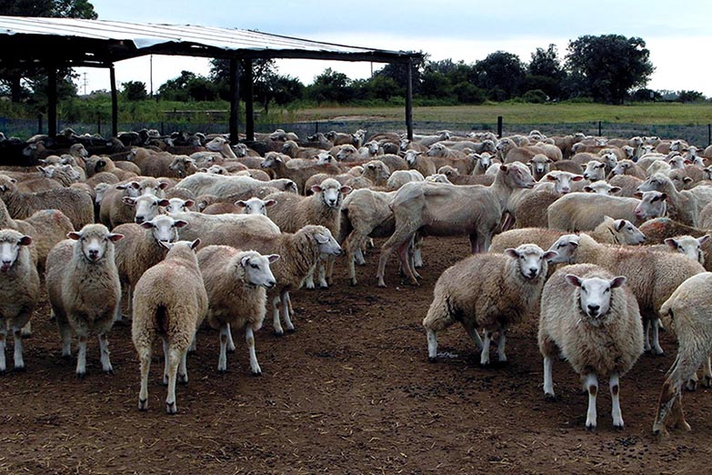 En vivo: Diputados avanza en el proyecto de ganadería ovina