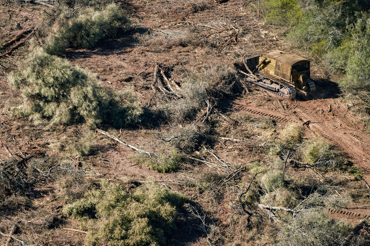 Sigue el desmonte en Chaco: denuncian que topadoras avanzan sobre terrenos poblados