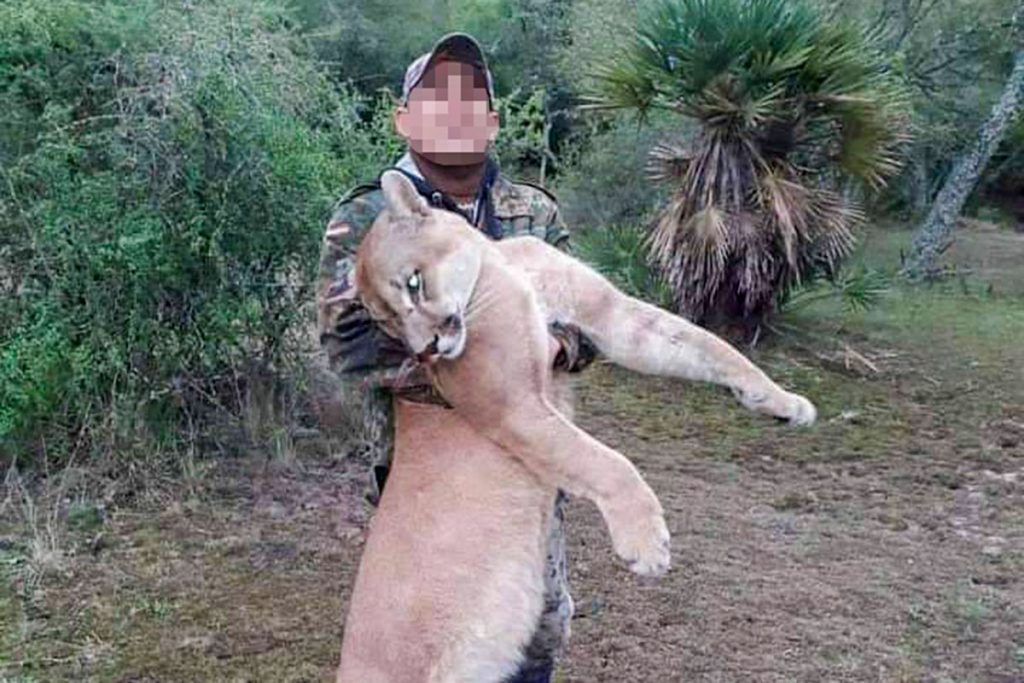 Buscan prohibir los perros de caza y aumentar las penas para los cazadores de fauna silvestre