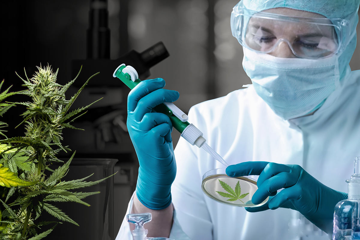 Un primer paso académico para el cannabis medicinal