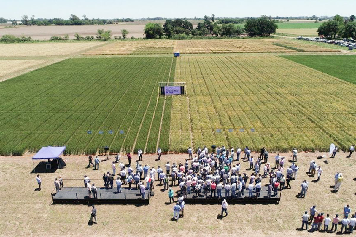 Trigo transgénico: mientras Brasil lo aprueba, la Justicia argentina pone reparos