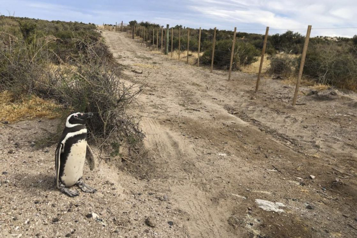 Matanza de pingüinos: el gobierno nacional se sumará a la denuncia penal de la provincia de Chubut