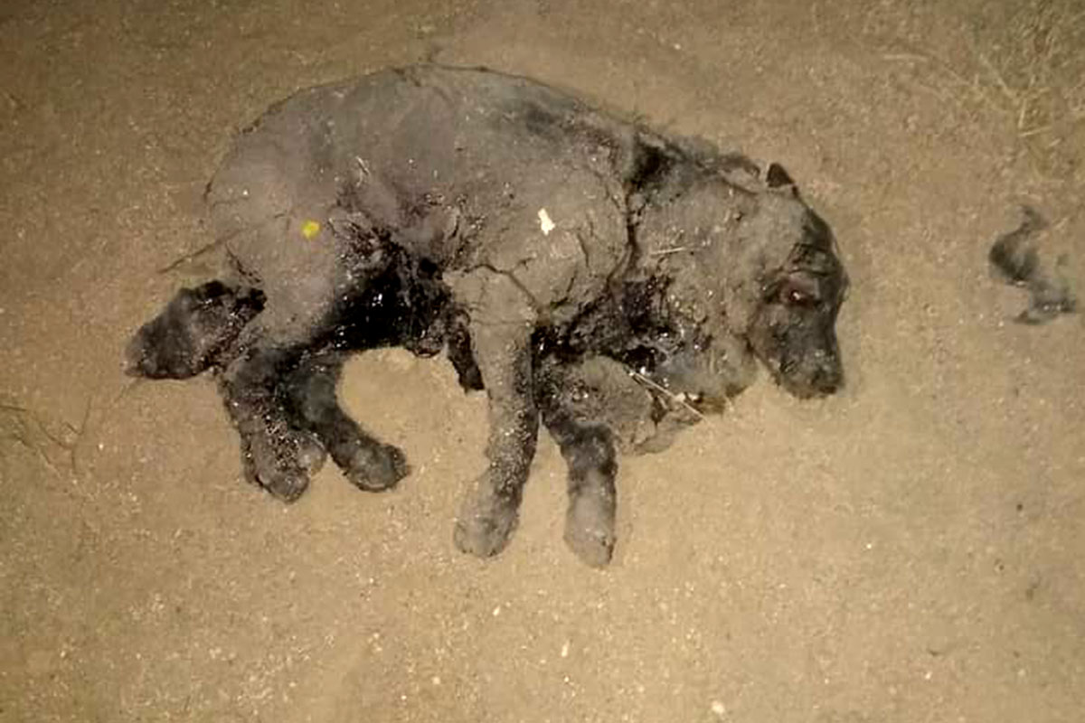 Dramático: aparecieron perros empetrolados en una playa de Comodoro Rivadavia