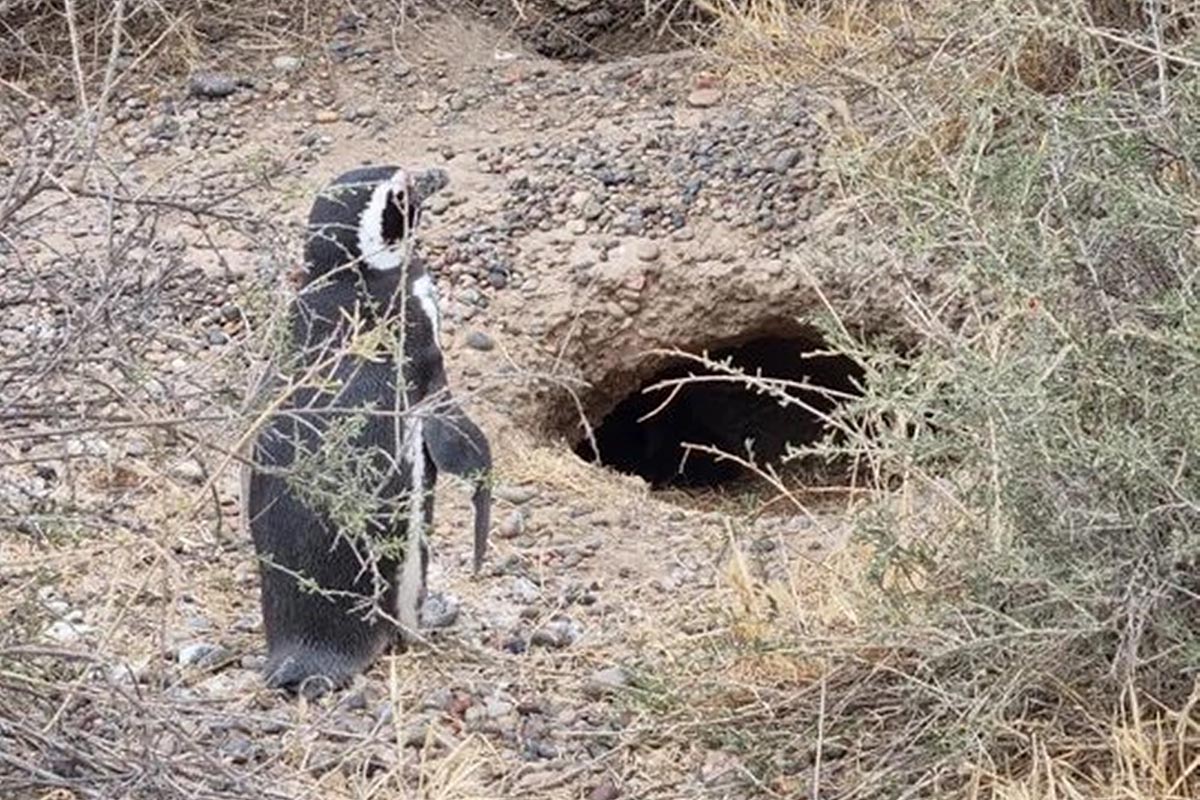 Chubut: el dueño de un campo aplastó 140 nidos de pingüinos y electrificó a otro centenar