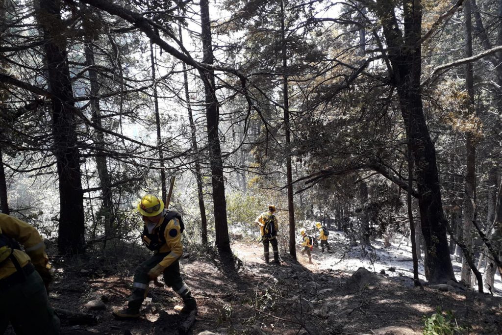 Los incendios no cesan en el sur y apuntan a un enemigo invasivo: los pinos 1 Los incendios no cesan en el sur y apuntan a un enemigo invasivo: los pinos