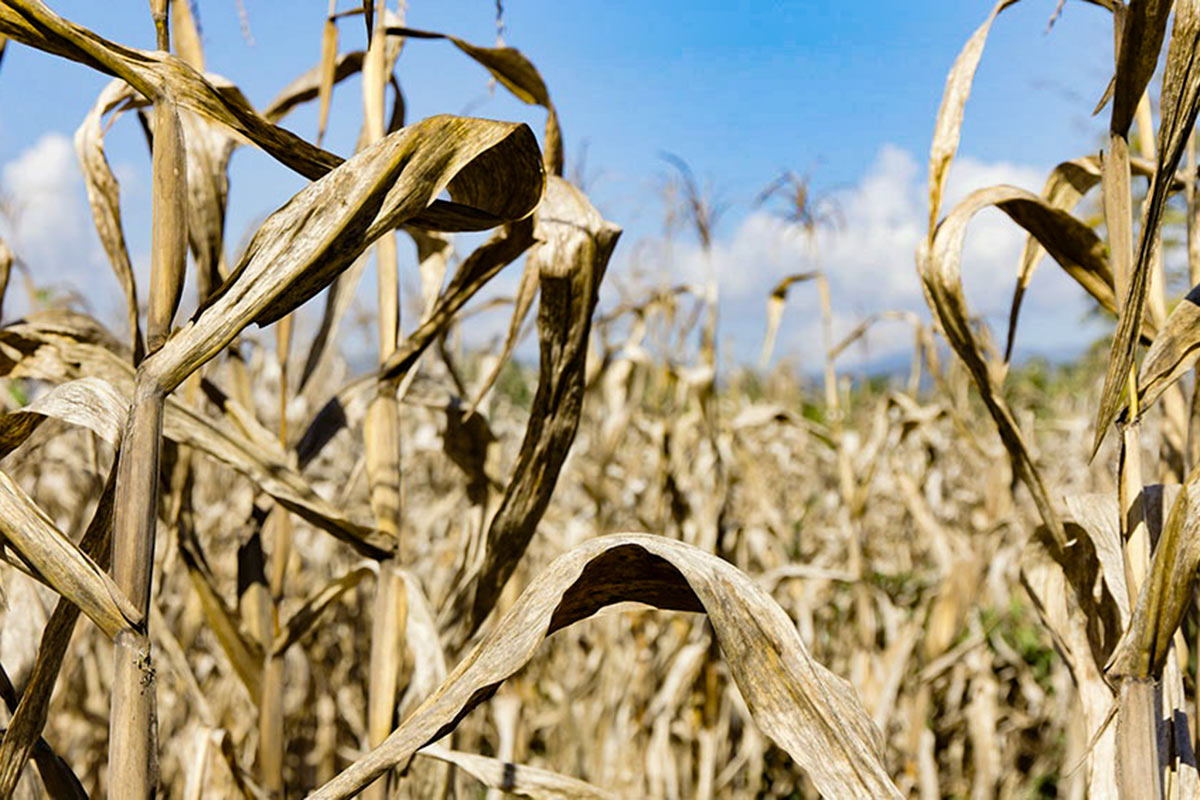 Declaran emergencia y desastre agropecuario en Chaco