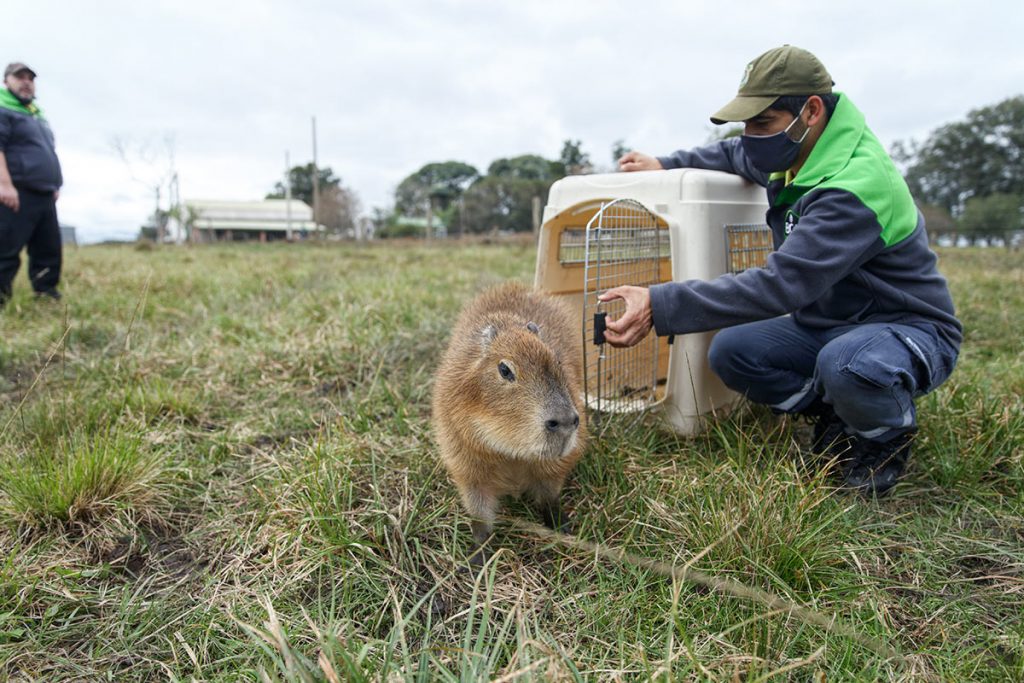 El desconocido mundo del tráfico ilegal de fauna silvestre 1 El desconocido mundo del tráfico ilegal de fauna silvestre