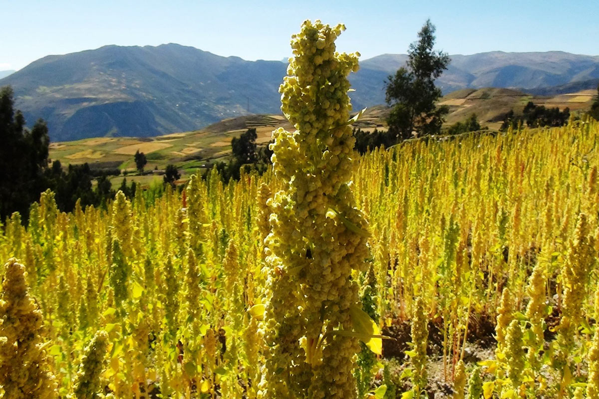 La Quinua, el alimento prehispánico que causa furor en el siglo XXI