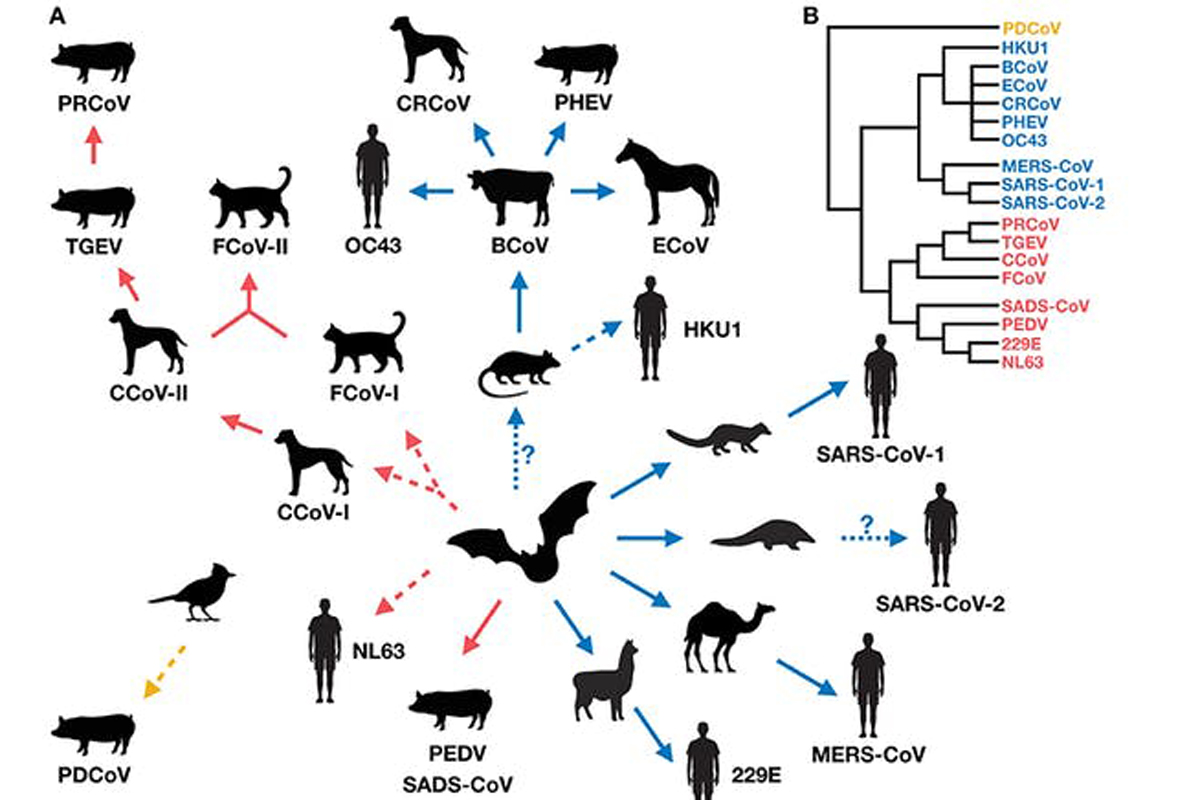 ¿Y si el Covid-19 no fue la primera pandemia de un coronavirus? Por qué la ‘gripe rusa’ puede servirnos de antecedente