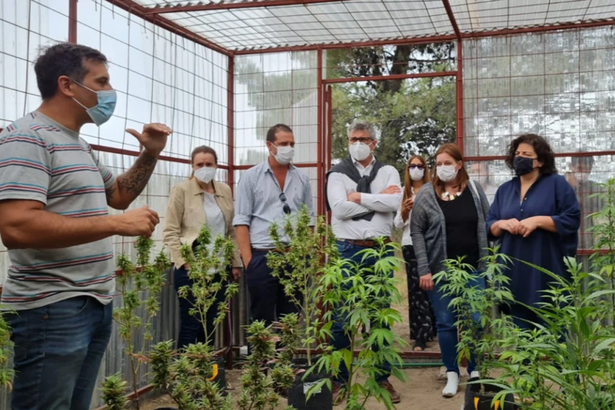 Vizzotti visitó una plantación de cannabis medicinal en Chubut