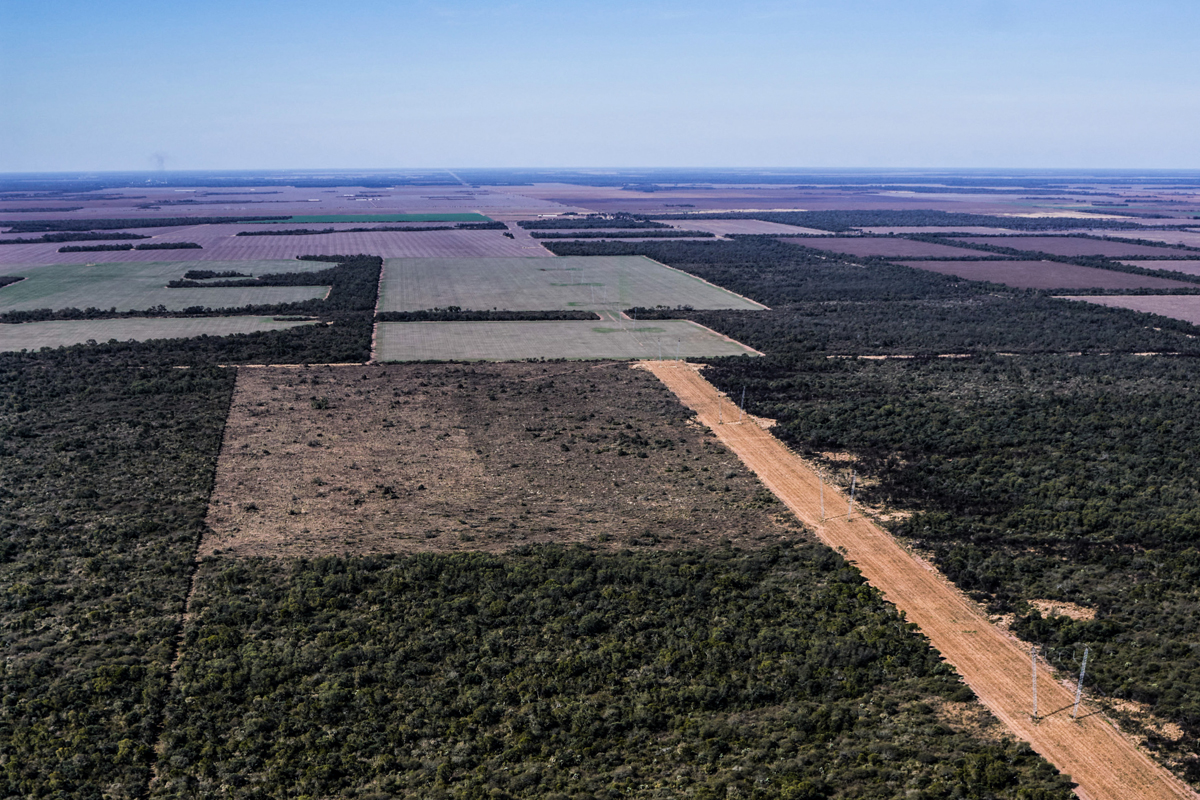 Alertan que más del 80% de la deforestación en el norte argentino durante 2021 fue ilegal
