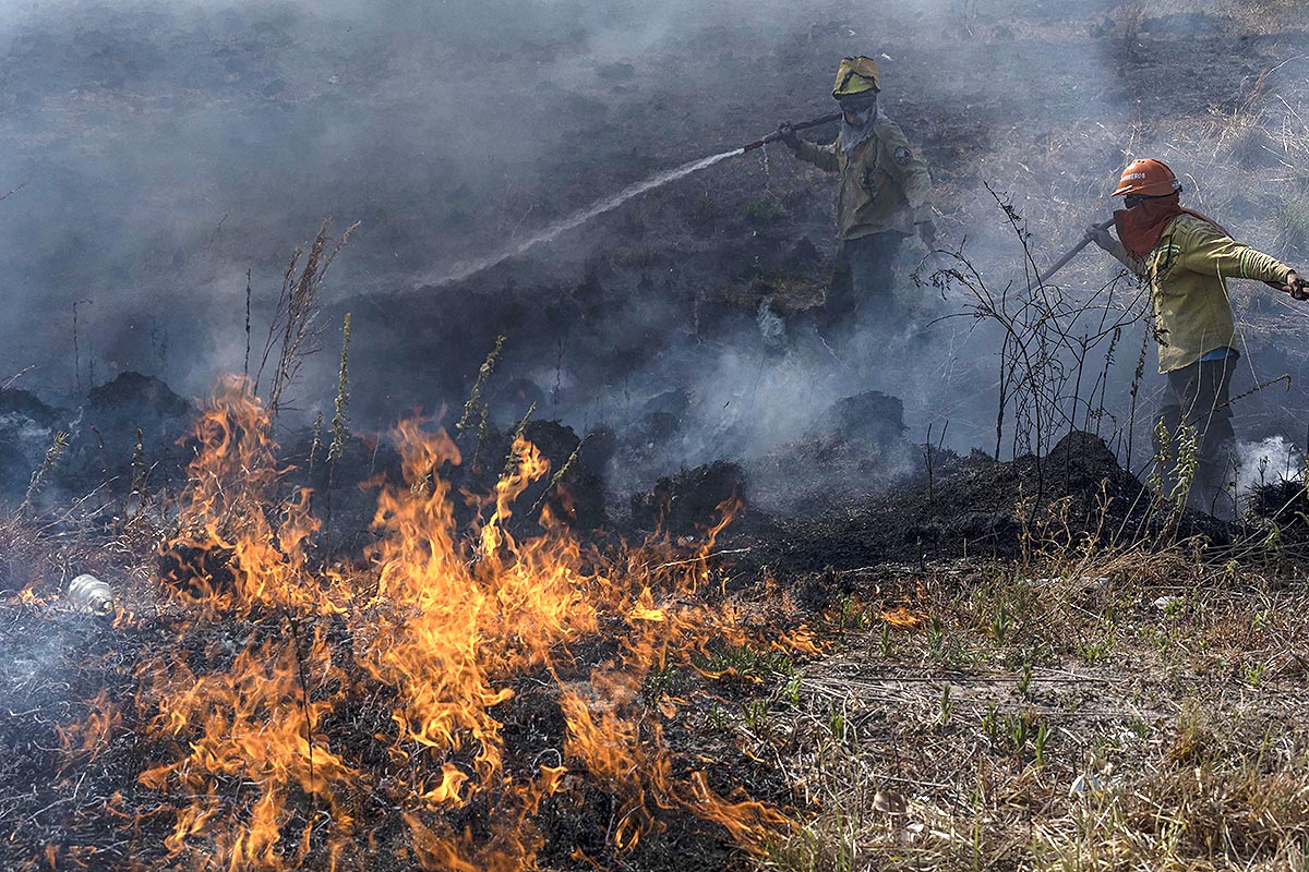 Casi 600 mil hectáreas incendiadas en Corrientes: cómo escapan pumas y yacarés de las llamas