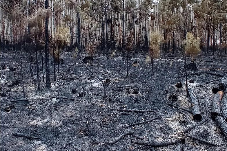 El 80% de los incendios fueron extinguidos en Corrientes