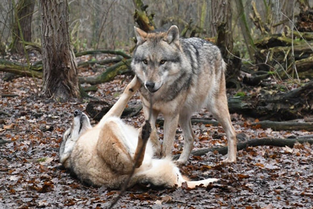 Una invasión de lobos en Roma alerta sobre los efectos de la deforestación y el mal manejo de la basura urbana