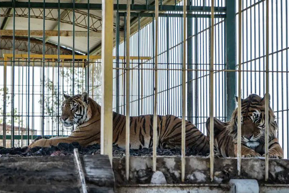 Trasladan a Sudáfrica a cuatro tigres  abandonados en San Luis dentro de un vagón de tren