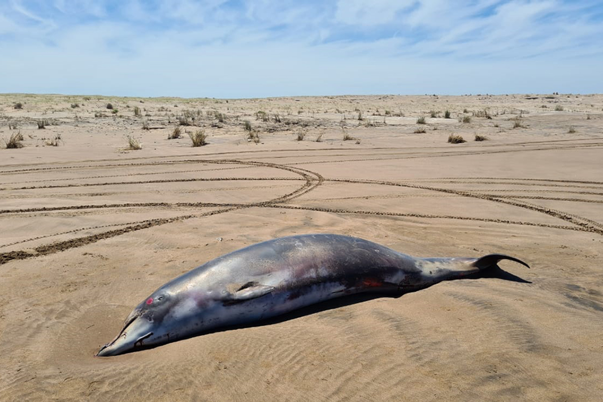 Costa bonaerense: en 2021, creció casi un 50% la fauna marina encontrada muerta en las playas