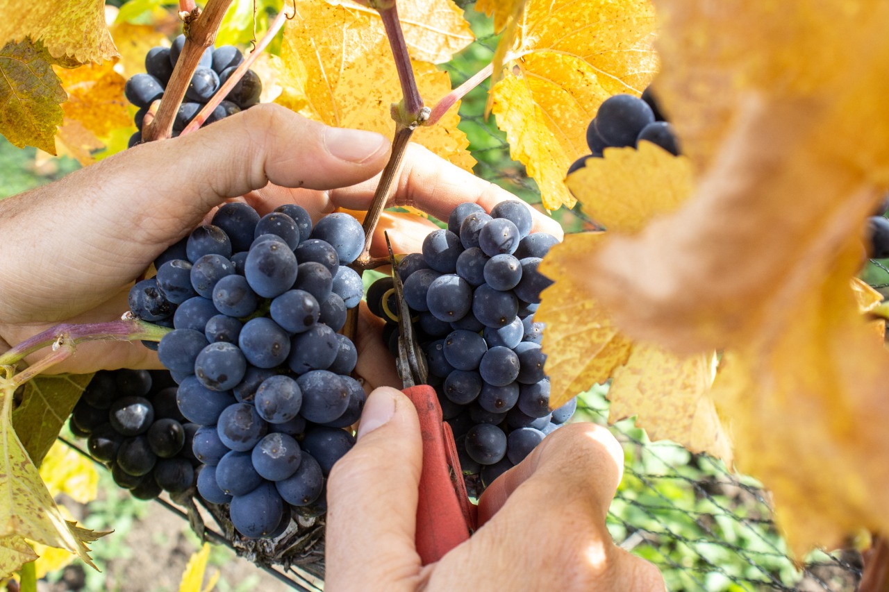 La vendimia de Trevelin, la única del otoño