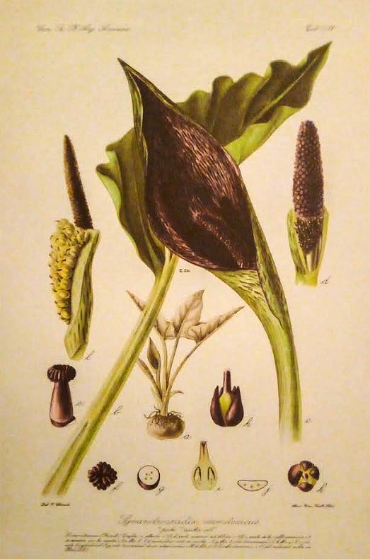 Cuando la ciencia produce arte