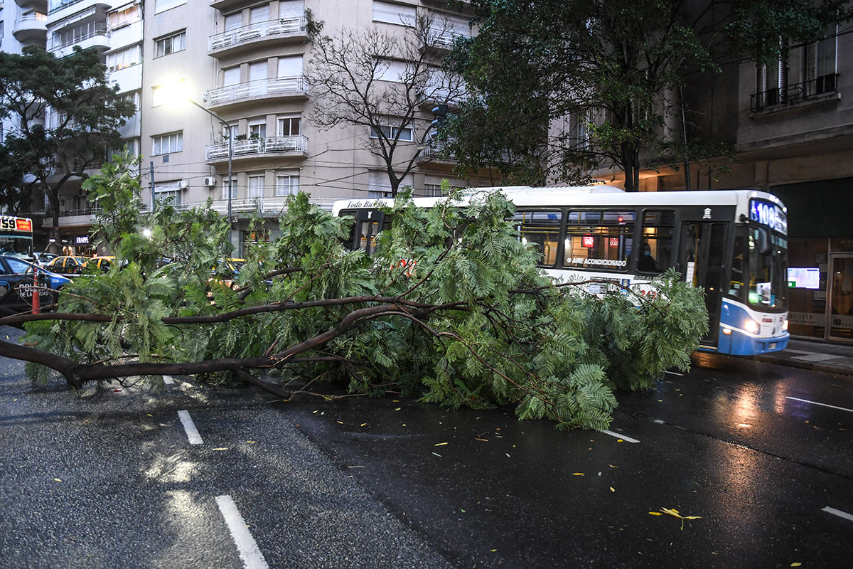 Cientos de árboles caídos, cortes de luz y calles inundadas, el saldo del temporal en AMBA y Rosario
