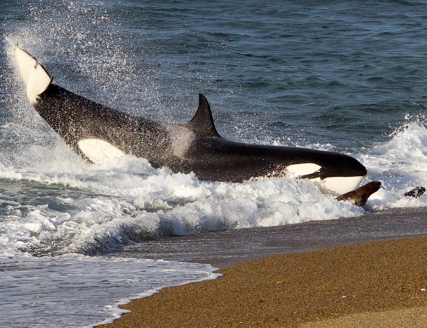 Temporada de orcas: naturaleza en estado purísimo