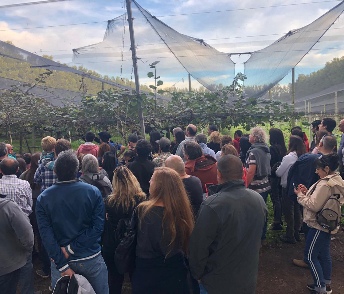 Kiwis y frutillas, dos recorridos bonaerenses para degustar