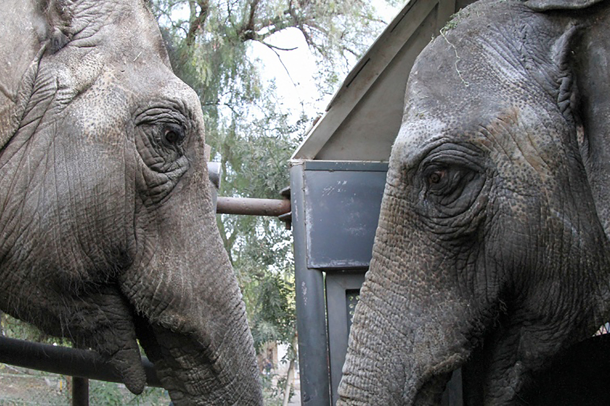 Las dos elefantas del ex zoo mendocino llegaron a su nuevo hogar en un santuario de Brasil