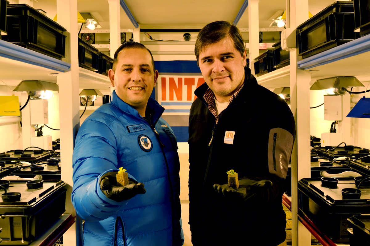 Argentina producirá verduras en la Antártida a través de cultivos que no requieren de suelo