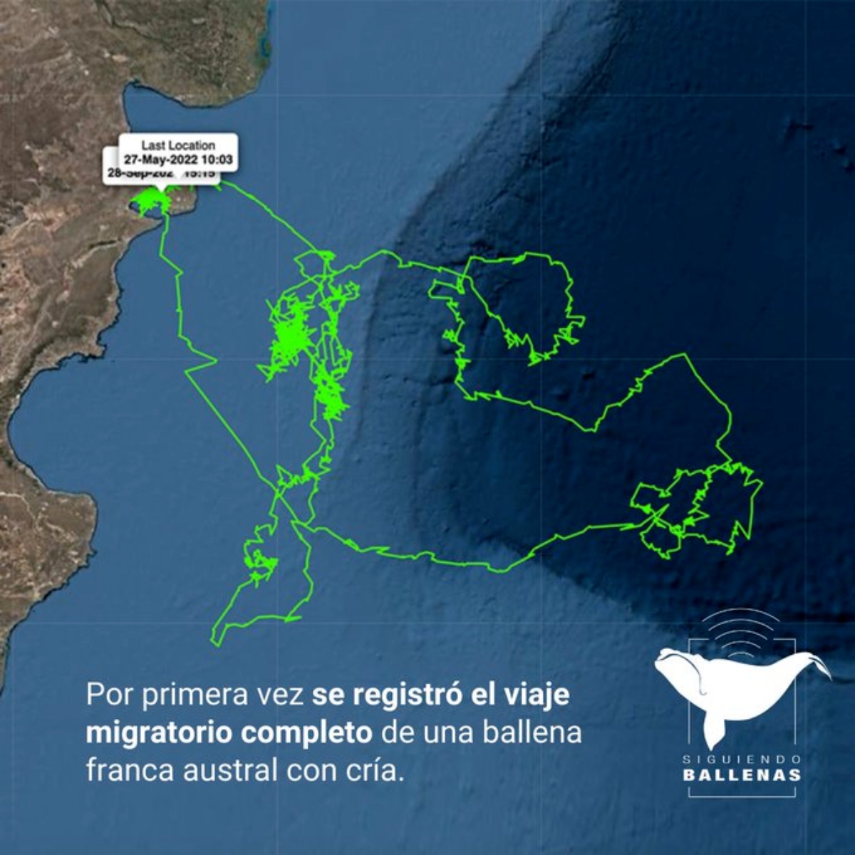 Por primera vez registran el viaje migratorio completo de una ballena franca austral con cría