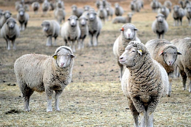 INTA Balcarce: roban corderos que eran parte de un ensayo experimental y no aptos para consumo