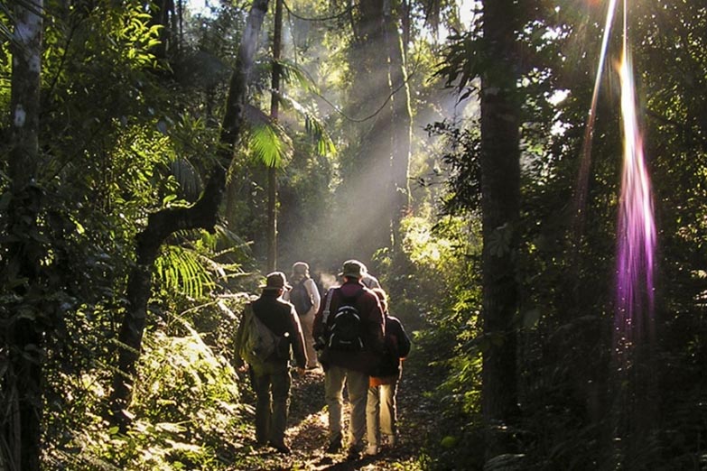 Selva Paranaense: reforzarán los fondos de preservación de la «joya verde» misionera