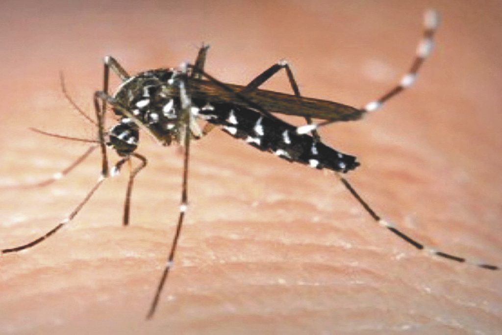 dengue repelente