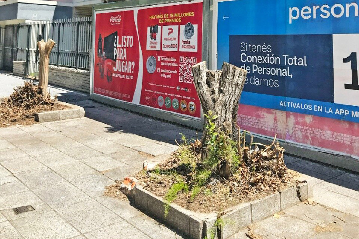 El negocio inmobiliario profundizó la extracción de árboles en CABA