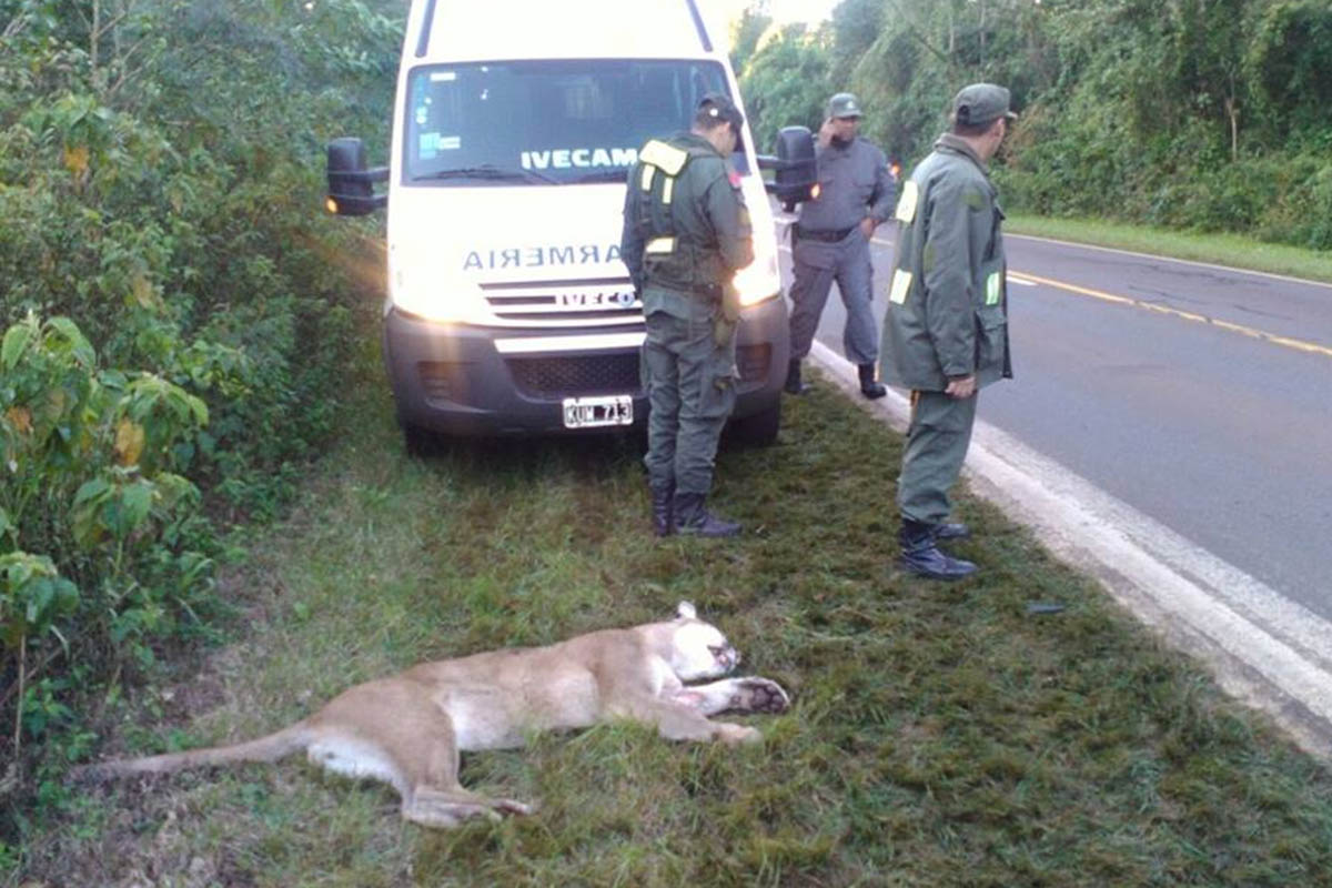 No solo un puma: más de cinco mil animales mueren atropellados por año en las rutas de Misiones