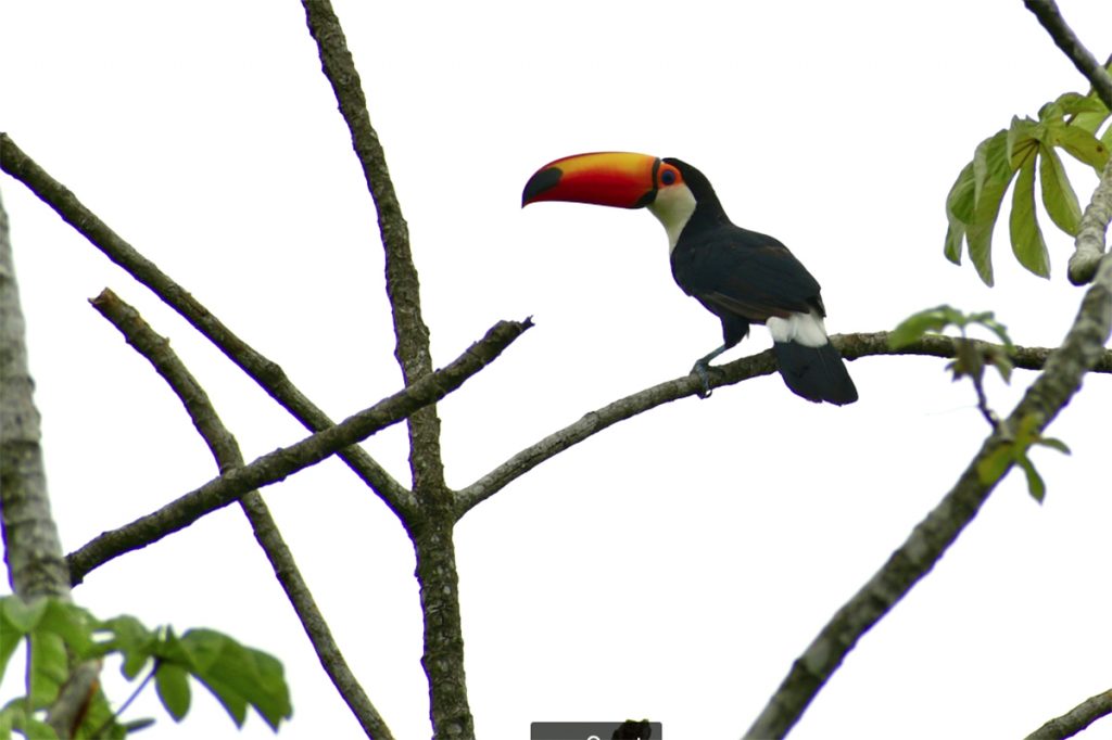 Secretos, claves y mitos del avistaje de aves 1 Secretos, claves y mitos del avistaje de aves