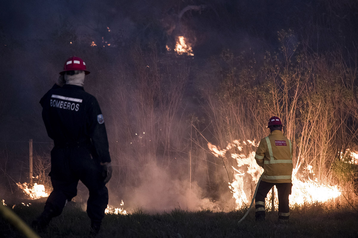 Los incendios en el Delta provocaron la muerte de, al menos, 83 especies