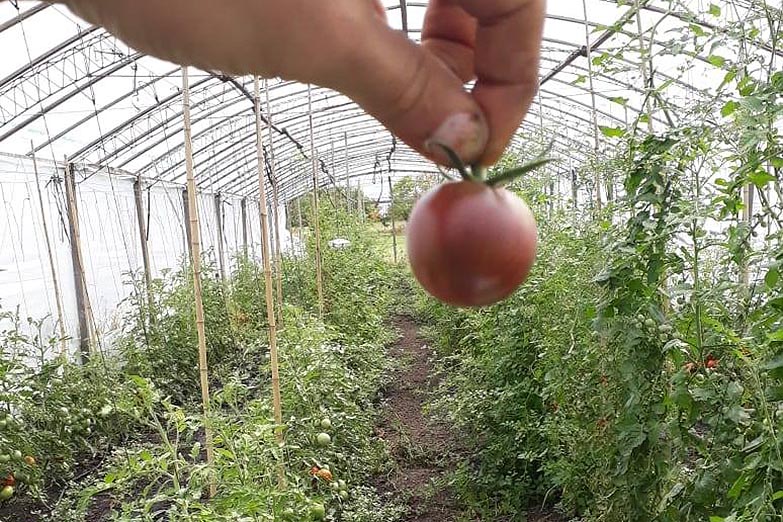 En busca del sabor antiguo: premian a un proyecto que rescata el tomate criollo