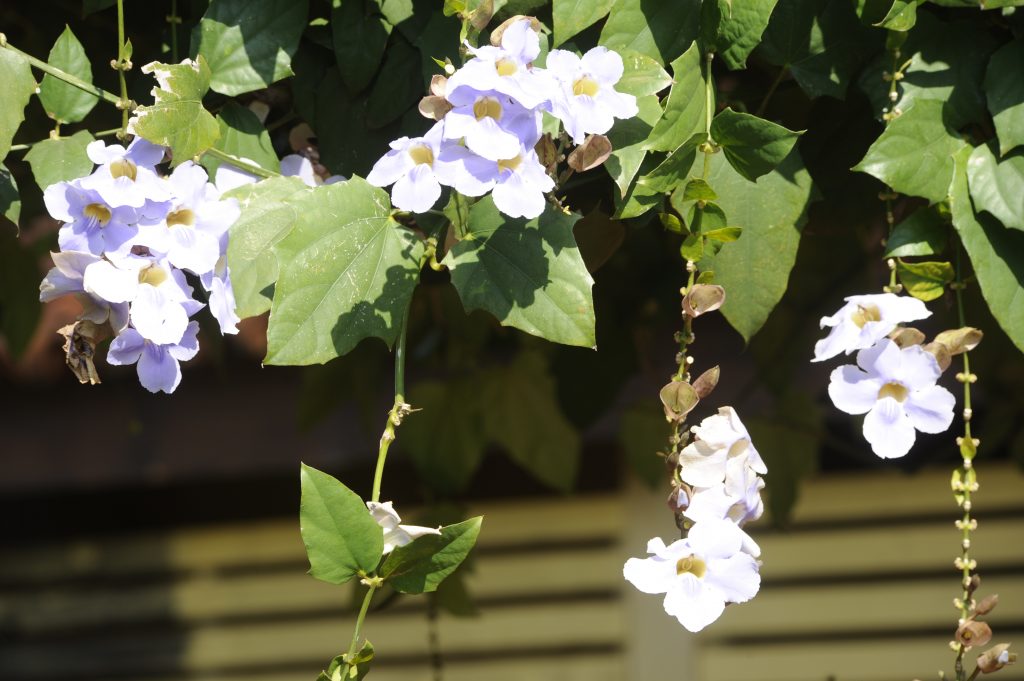 Comics, plantas y ecobici para disfrutar acá nomás