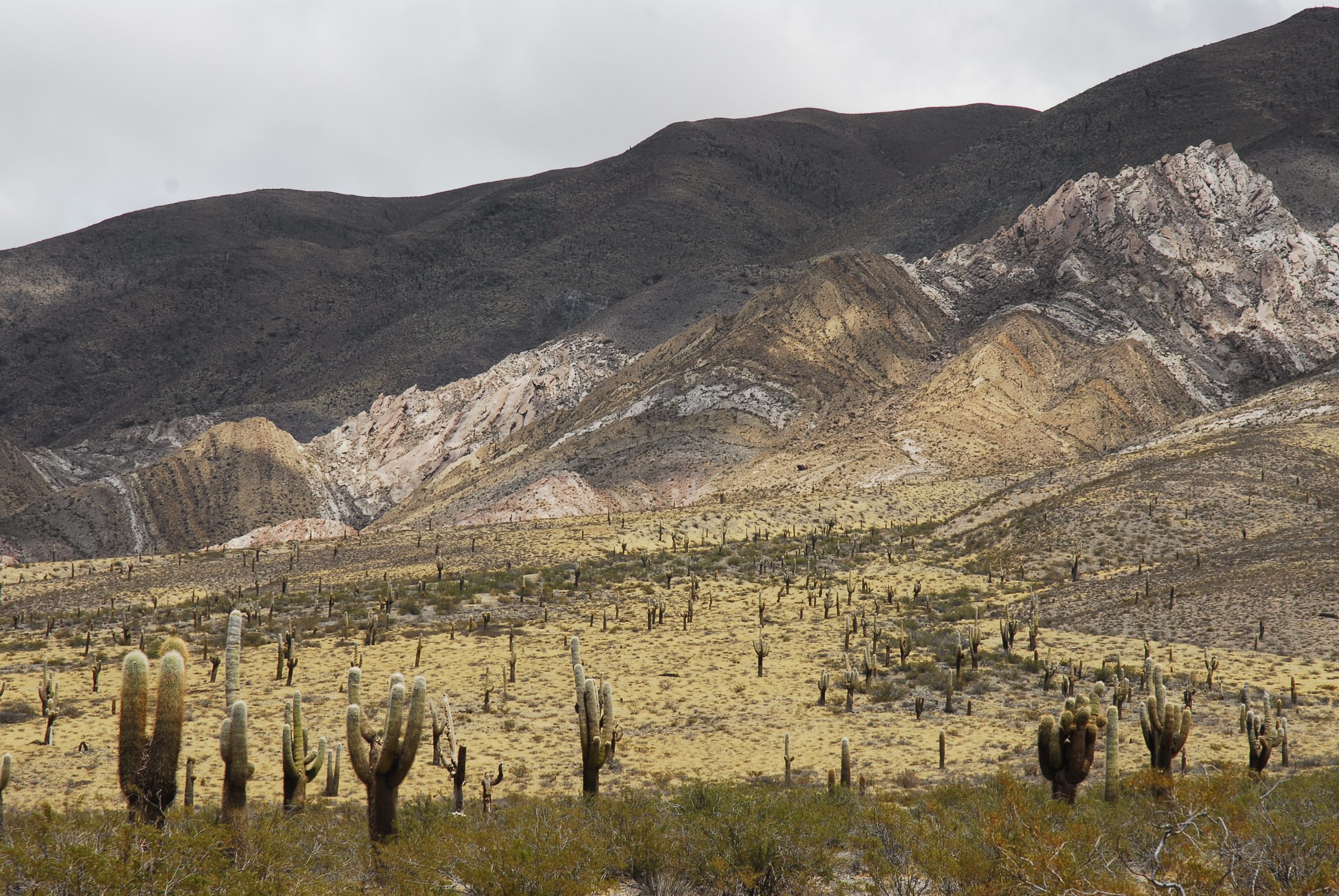 La experiencia de conocer el mayor cardonal del continente