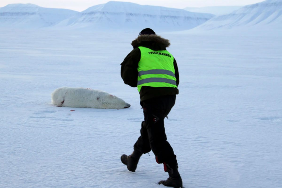 Turista francesa fue atacada por un oso polar en un campamento en el Ártico