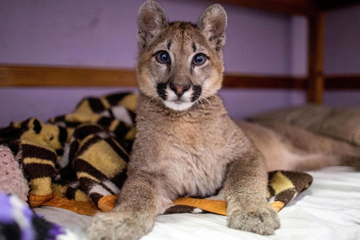 Por primera vez, una puma fue declarada «animal no humano sujeto de derechos»