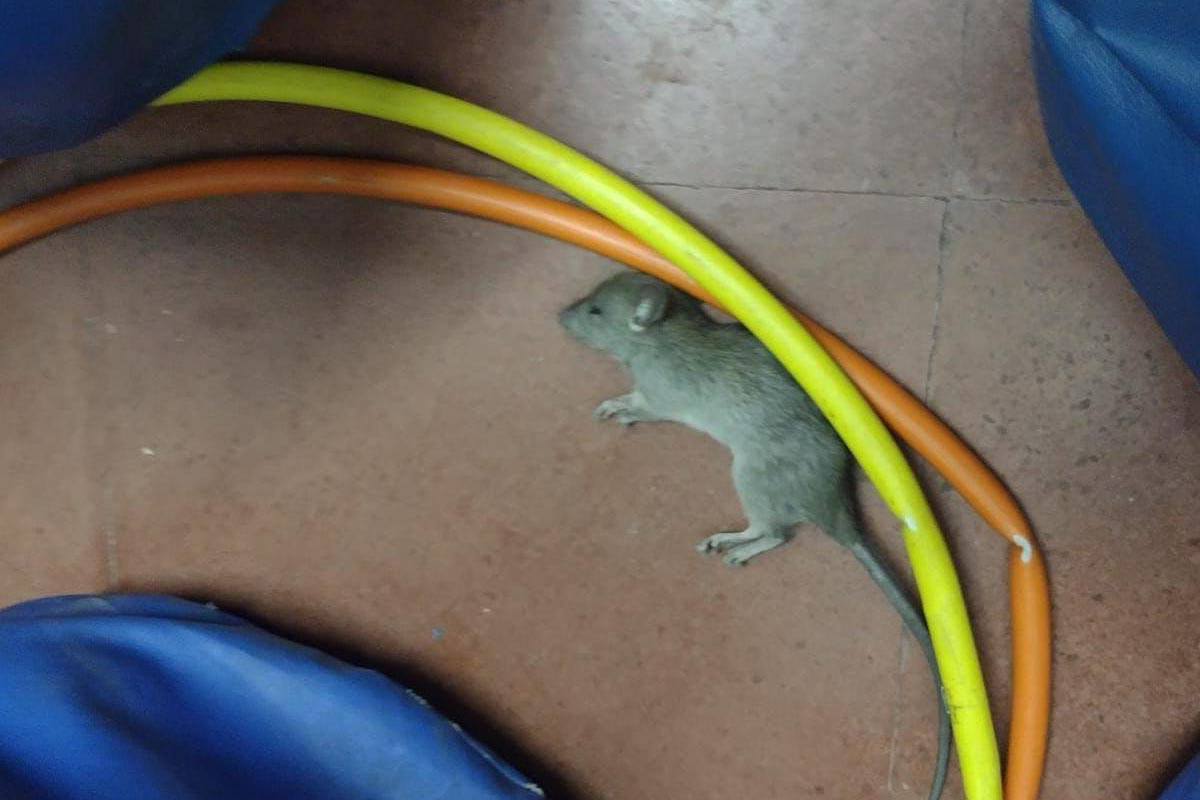 Por la presencia de ratas, otra escuela de la Ciudad de Buenos Aires suspendió las clases