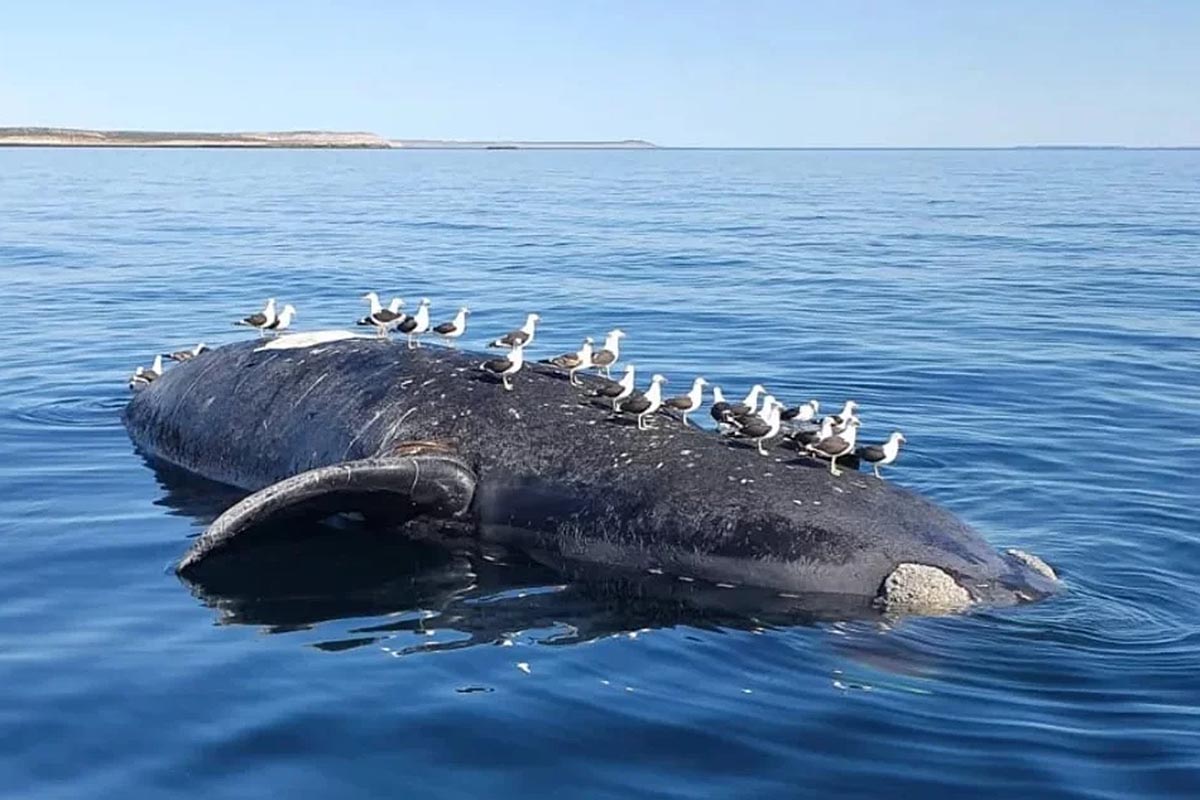 Seis ballenas muertas en Puerto Pirámides: “No recuerdo una mortandad así en tan poco tiempo”