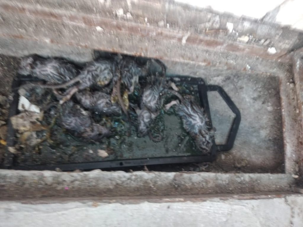 Familias realizaron un abrazo a la escuela N° 26 de Boedo y exigieron una completa desratización