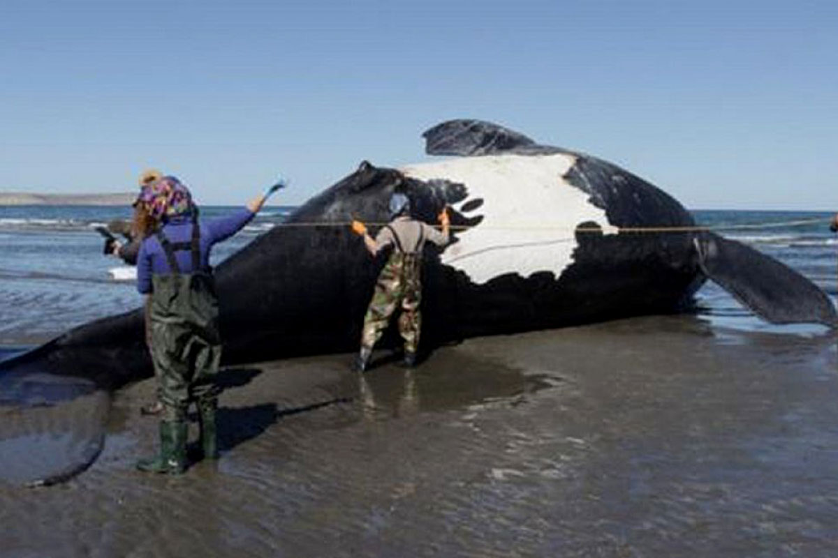 Ya son 15 las ballenas muertas en Chubut: “Da mucho pesar pero es prácticamente imposible hacer algo”