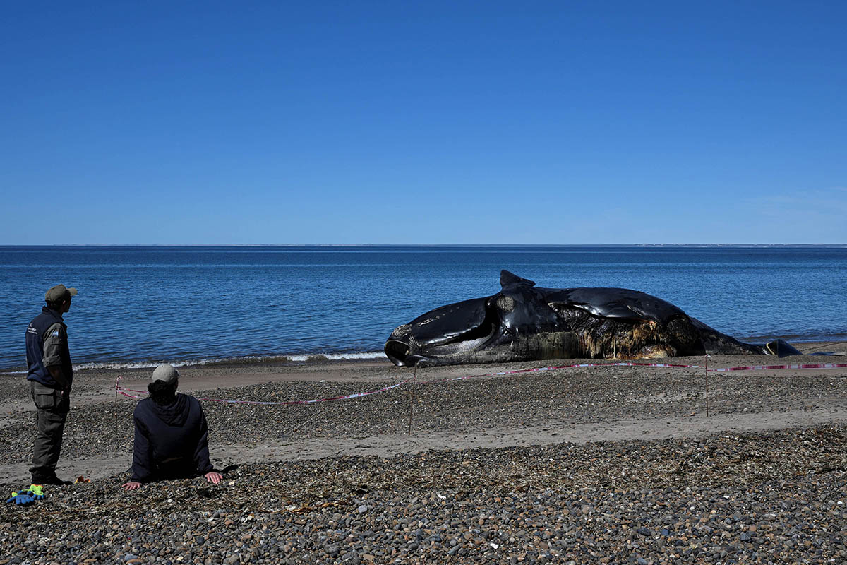 Al menos 15 ballenas muertas en diez días, en la zona de Península Valdés