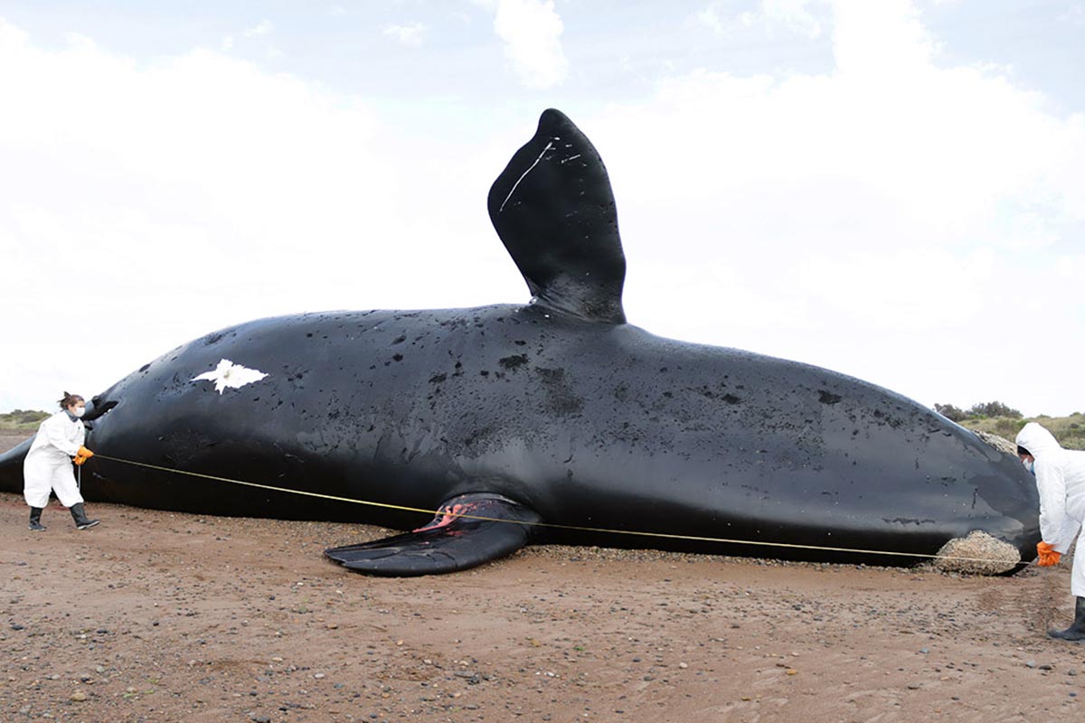 Ya son 30 las ballenas muertas en el Golfo Nuevo, en Chubut
