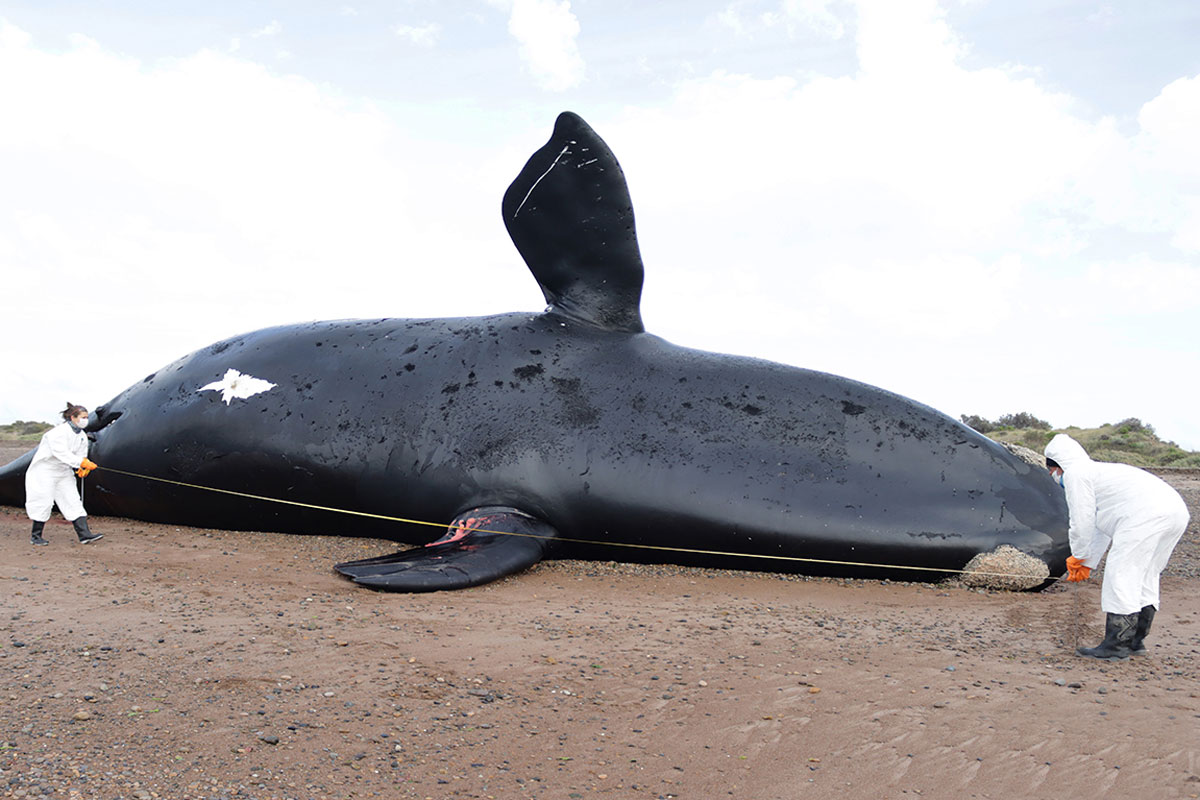 Ya son 18 ballenas muertas en Península Valdés: en qué consiste la «marea roja»