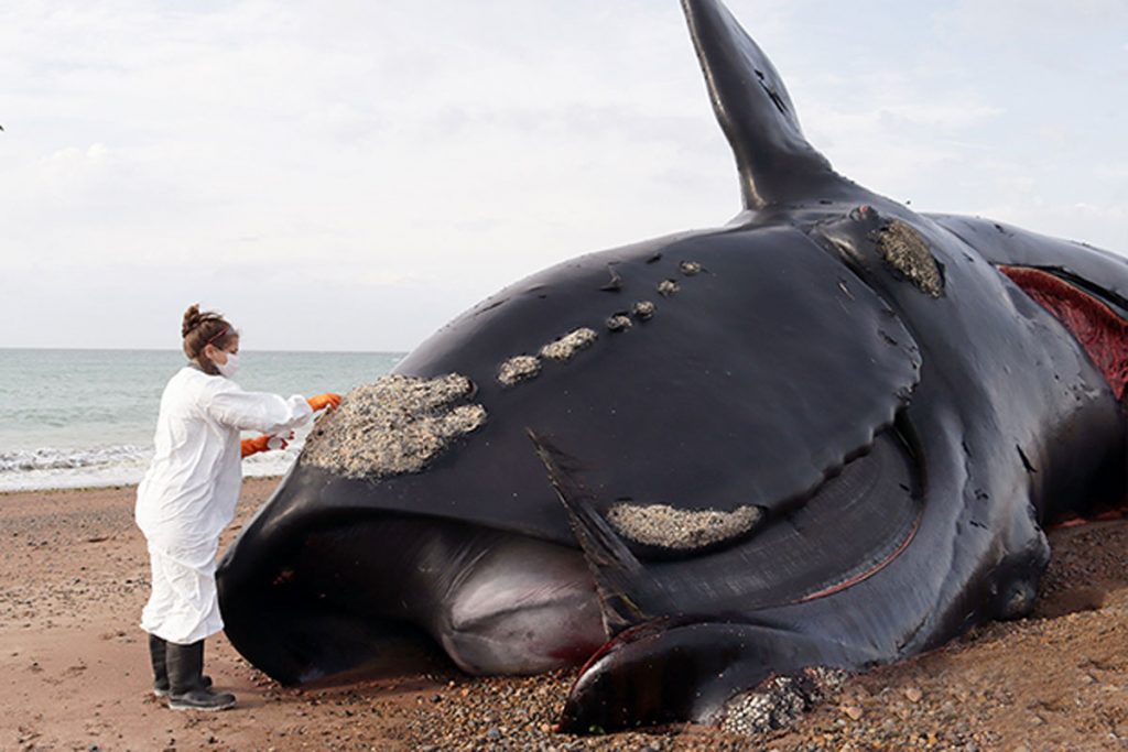 Ya son 18 ballenas muertas en Península Valdés: en qué consiste la "marea roja" 1 Ya son 18 ballenas muertas en Península Valdés: en qué consiste la "marea roja"