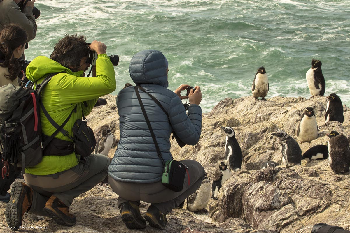 Una guía para ver de cerca al famoso pingüino de penacho amarillo