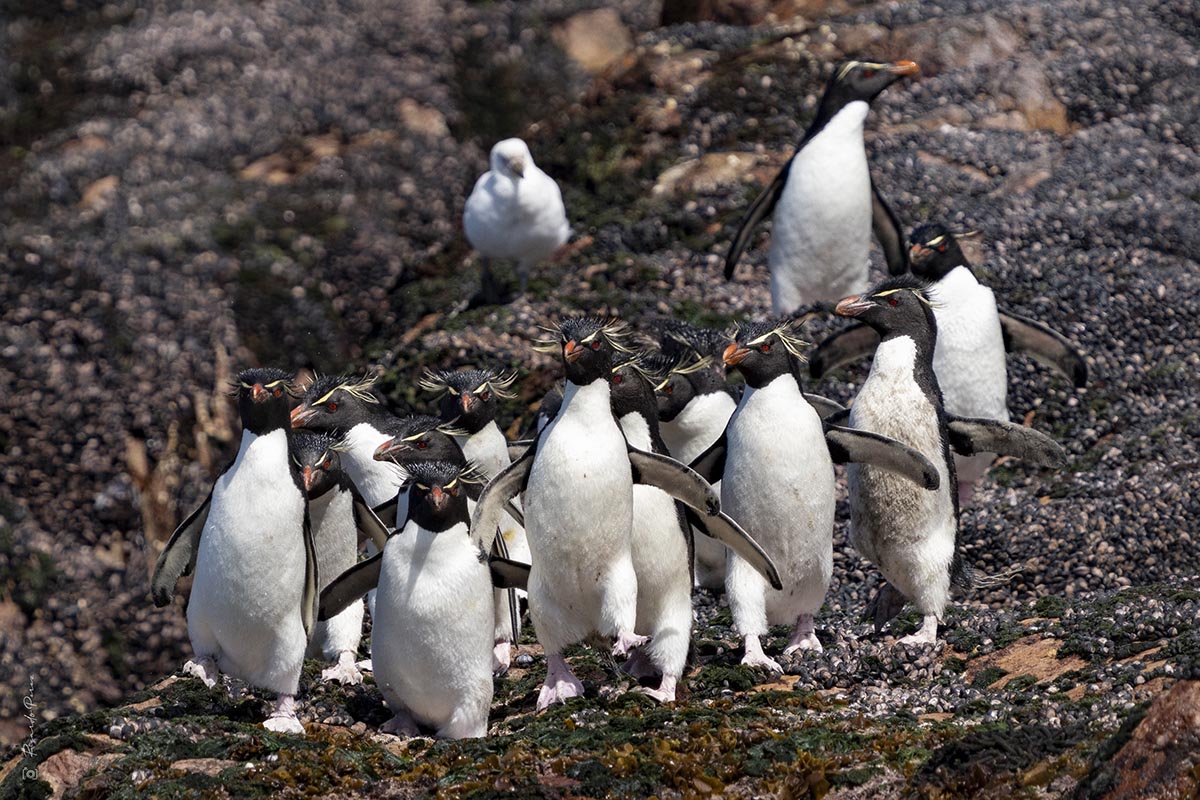 Pingüino de Penacho Amarillo en la Patagonia